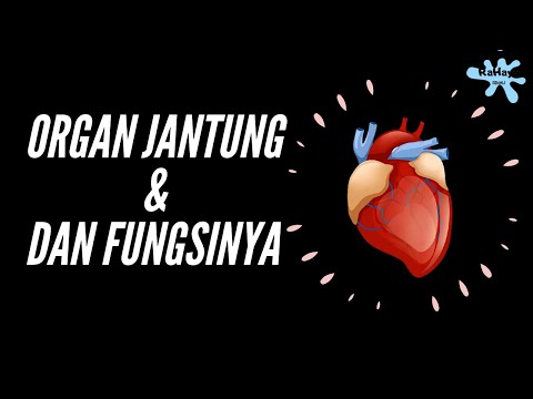 Organ Jantung dan Fungsinya