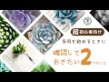【多肉植物】初心者の方に超おすすめ！多肉の始め方ガイド！