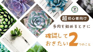 【多肉植物】初心者の方に超おすすめ！多肉の始め方ガイド！