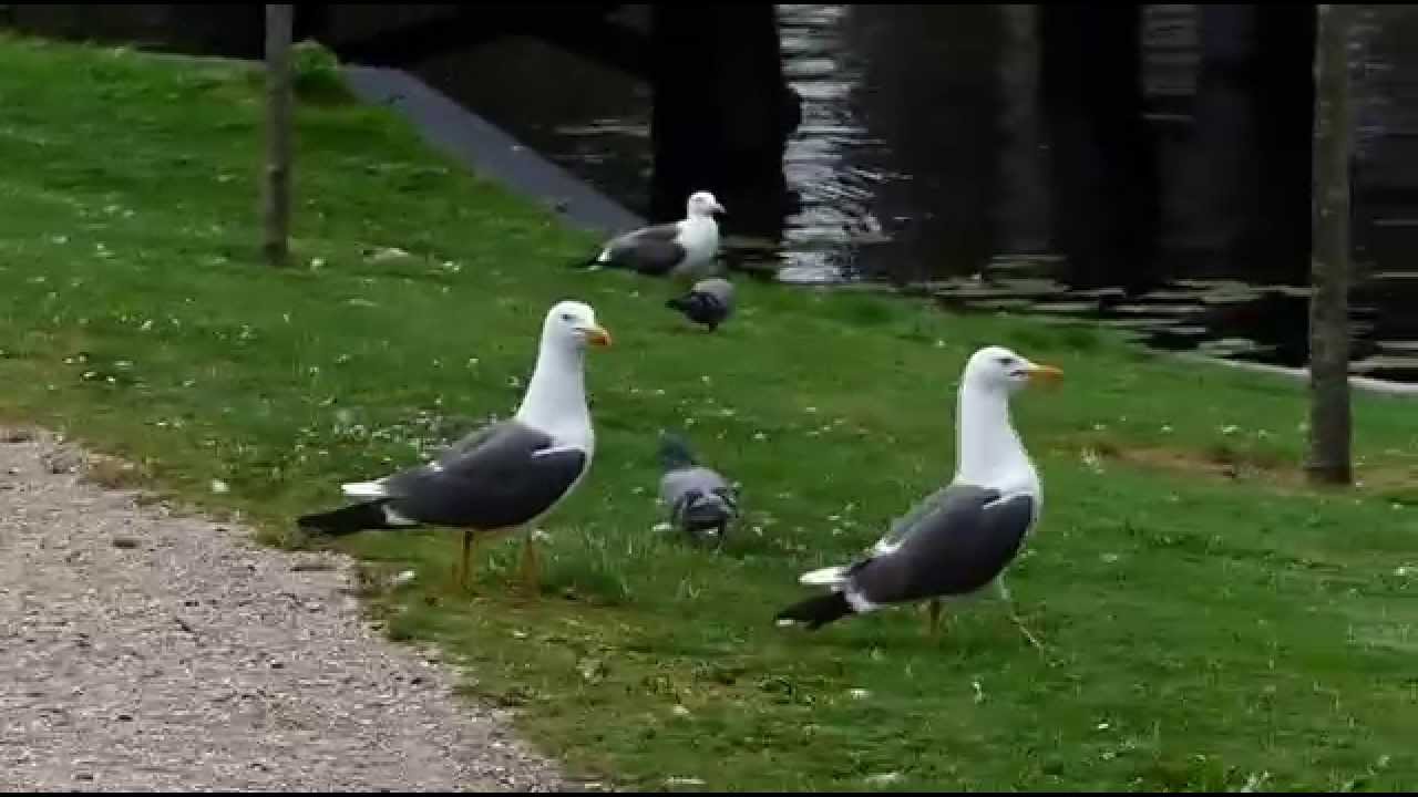 Lesser Black-backed Gull Yellow H.501 showing pair-bonding behavior in