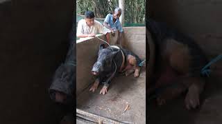 Castration Male Pig Two N Half Year Old 