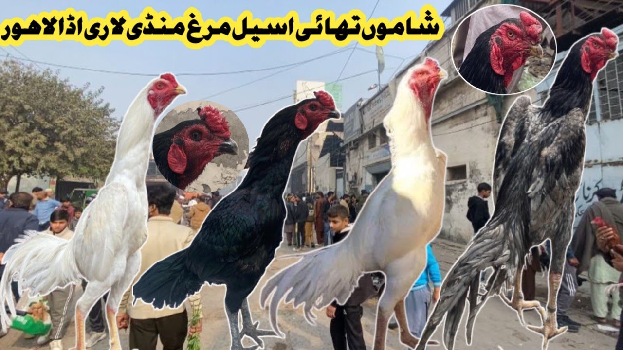 Sunday Aseel Murgh Mandi Lahore ||PAPER WHITE SHAMO|| ||THAI DRAGON 🐉 ASEEL|| ||HEERA ASEEL LOVER|| 