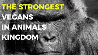 Meet The Strongest Vegan In The Animal Kingdom! Gorillas