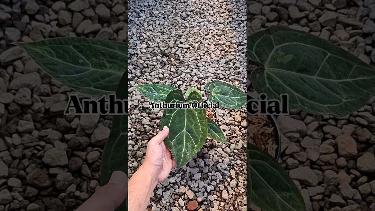 anthurium blood queen variegated #plants #tanamanhiashargamurah