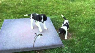 Pine Shadows Reacher pups 001 1