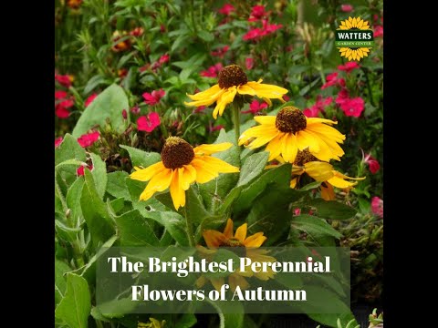 The Brightest Perennial Flowers of Autumn - YouTube