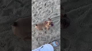 Off-leash training with command heel. #beach #training #dog #pet #usa #frenchbulldog #music