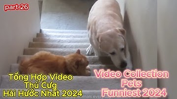 Tổng Hợp Video Thú Cưng Hài Hước Nhất 2024 |Video Collection Pets  Funniest 2024 | Part 26 .