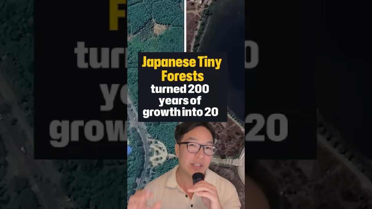 Japan’s Reforestation Science Speeds Up Tree Growth 10x 🌳🌱