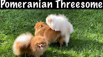 Pomeranian Dogs having threesome sex