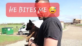 Picking Malinois Puppies for clients Pt. 2
