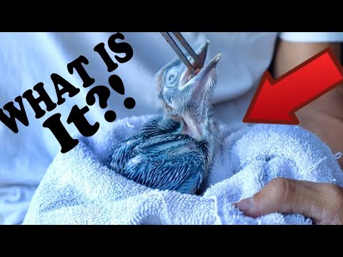feeding-the-funniest-baby-birds!!!!
