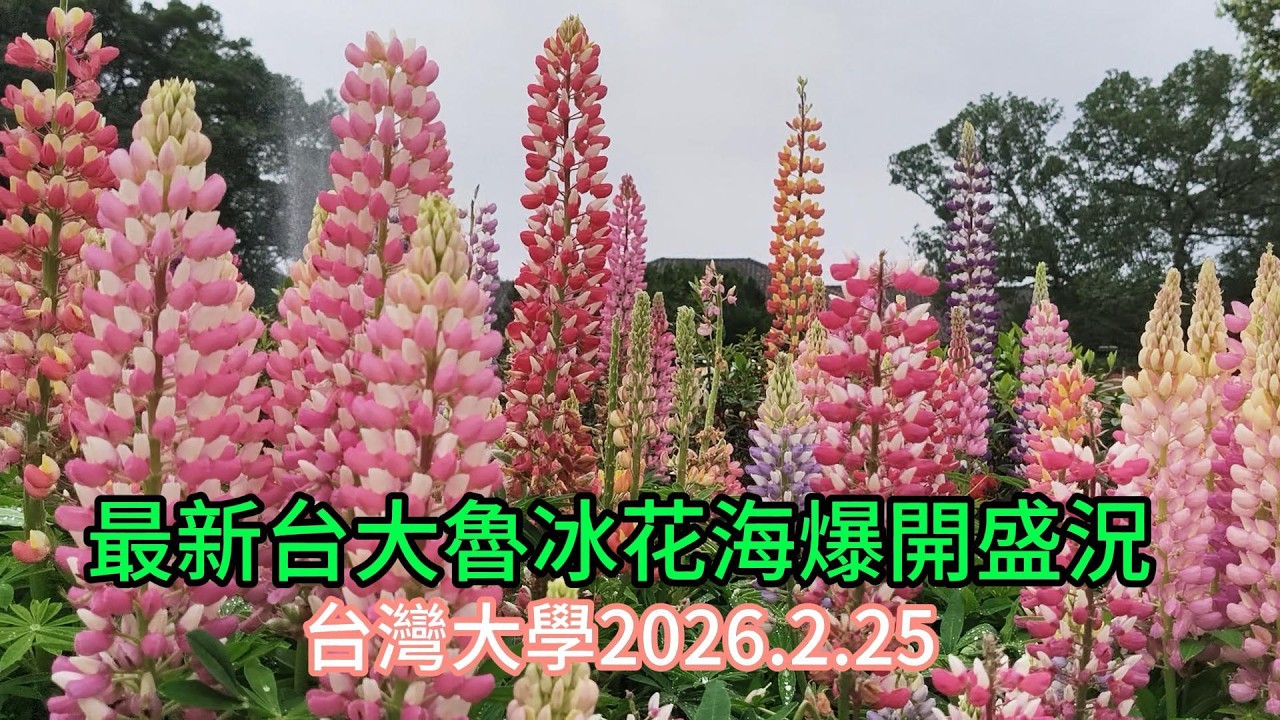 最新台大魯冰花海爆開盛況#台大#魯冰花#羽扇豆#台灣大學# Lupinus