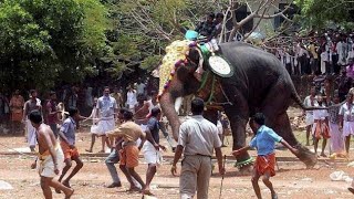 warga histeris diresang gajah liar yg mengamuk merusak kendaraan