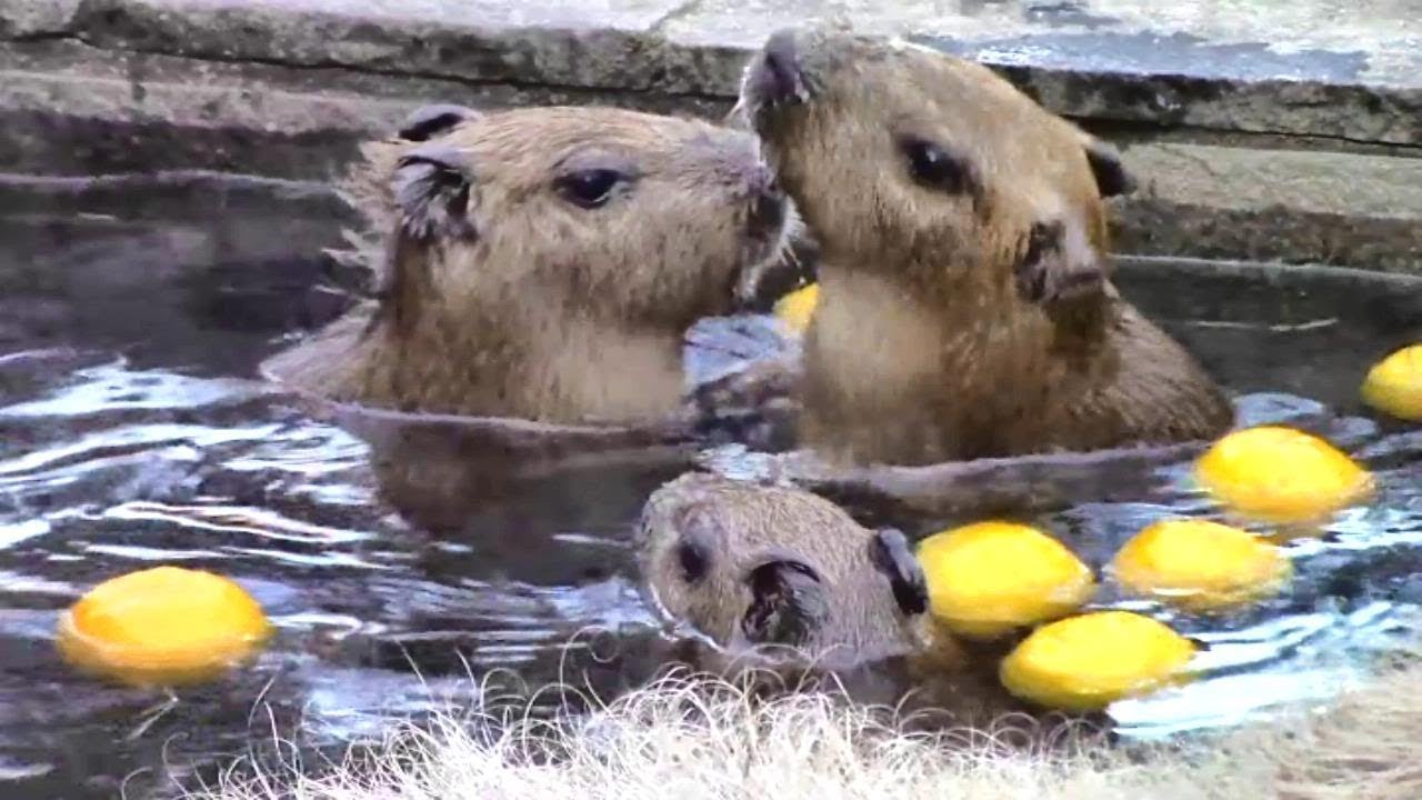 カピバラ五つ子赤ちゃん 温泉に遊ぶ 埼玉県こども動物自然公園 Capybaras Onsen 5babies Youtube