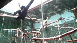 Monkey at Chicago Zoo Goes Crazy Infront of Terrified Children!