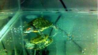 Red-Eared Slider Feeding