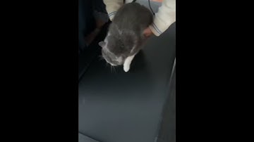 lazy cat refuses to walk on treadmill