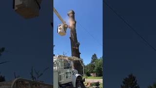 Branching Out Tree Service At Work