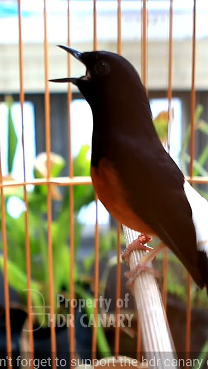 murai juara nasional - Black bird singing