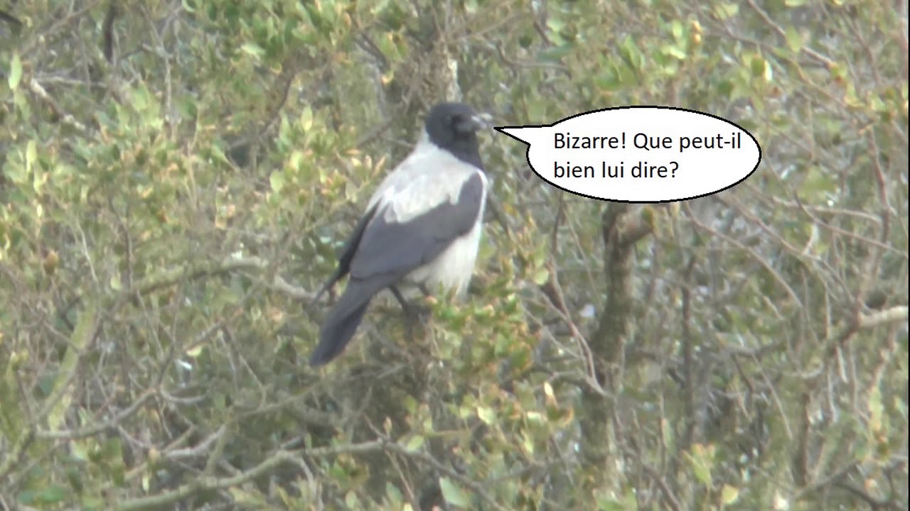 Des Corneilles Souhaitent Un Bon Anniversaire Youtube