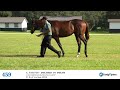 HIP 459 Fasig Tipton NY Bred Sale