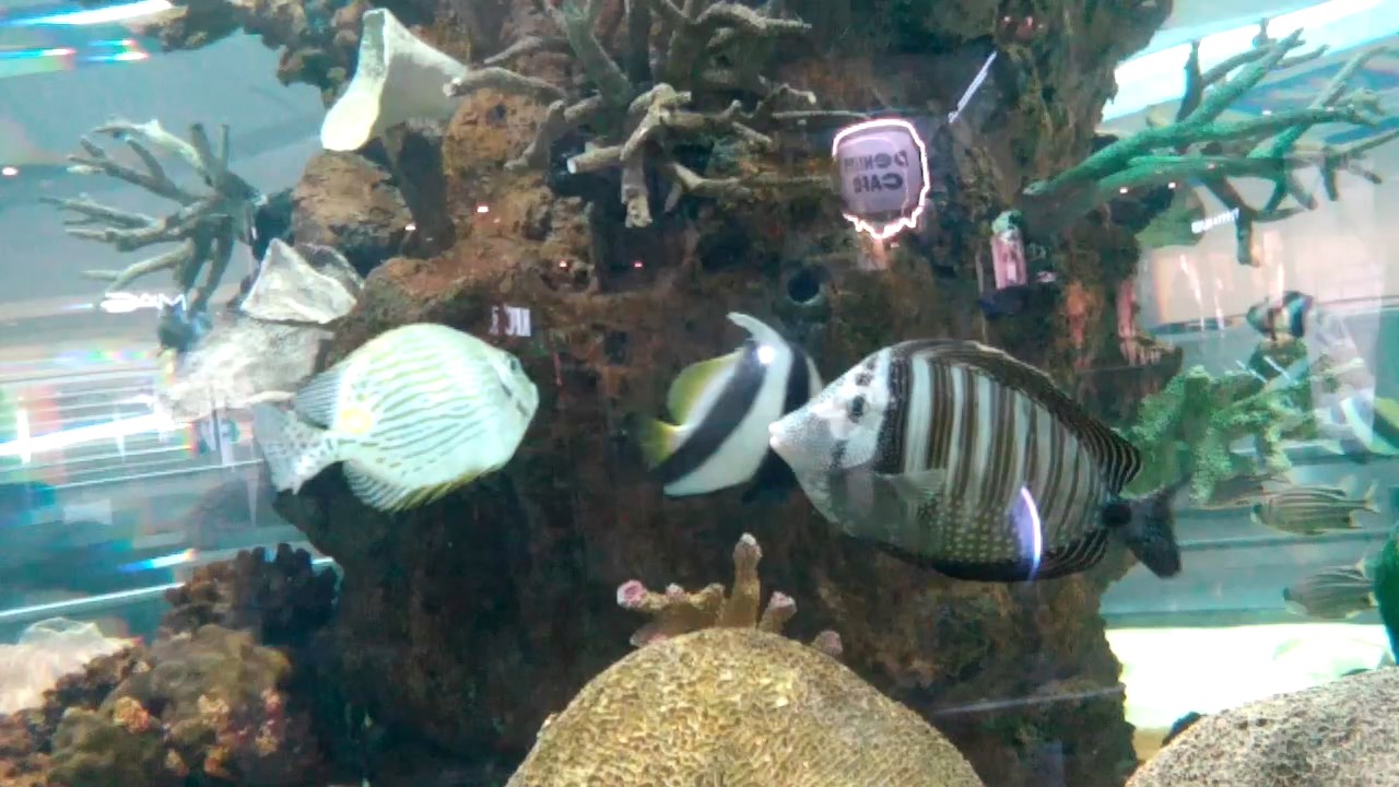Big fish aquarium in hyderabad YouTube