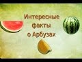 Интересные факты о Арбузе