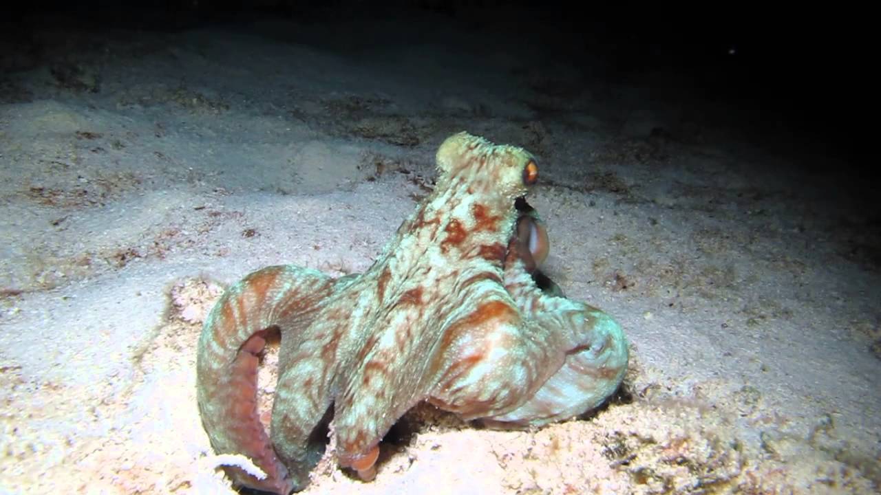 Octopus eating in Cozumel night dive YouTube