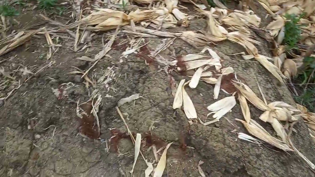 DECODE THE STONE MAP. WITH 3 BIG ROCK AND HIT THE RIGTH GIVE AWAYS. IN EXELENT SIGN