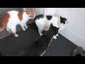 My Cats Annoy The Neighbours Cat