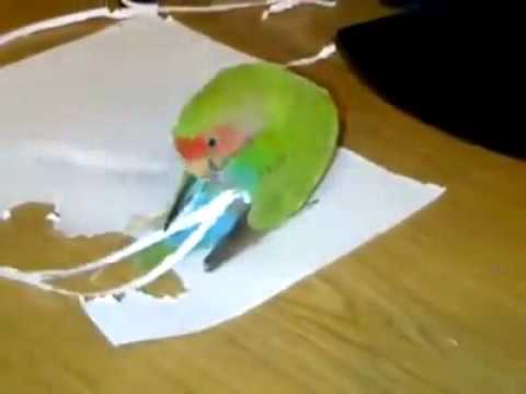 Вопрос: Зачем попугаи вырезают себе полоски из бумаги и вставляют в хвост?