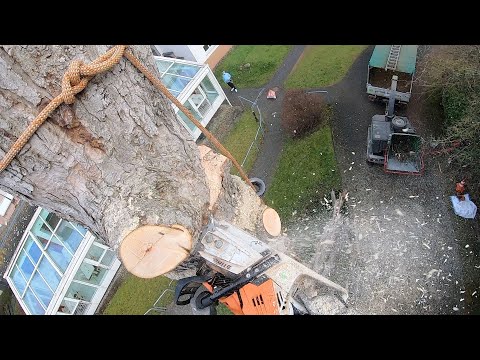 Zugversuch zeigt: Bergahorn mit Pilzbefall muss weg!