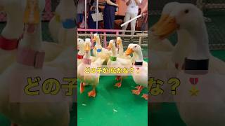 お祭りのアヒルレース🐥選んでみた結果…