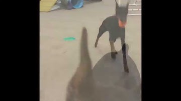 Verbal Cue Discrimination