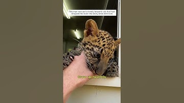 Rescuing an orphaned leopard cub #leopard #wildliferescue #cute #shorts #rescue #heartwarmingstories