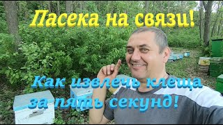 ✅ Ставлю вторые корпуса на семьи пчел! Извлечь клеща за пять секунд! #ПЧЕЛОВОДСТВО8