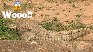 Travel vlog - Entebbe Zoo Shocked me! Part 2