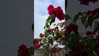 My boganvellia plant on roof garden #blog #gardening