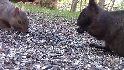 Audio Visual Catnip May 2017