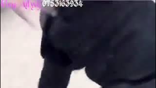 Wind Shadow Fighter ep 14 imetafsiriwa dj suniry tv