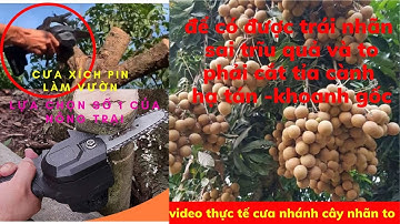 cưa xích pin cầm tay - dụng cụ cắt tỉa cành cho người trồng nhãn ( cắt cành nhãn to )