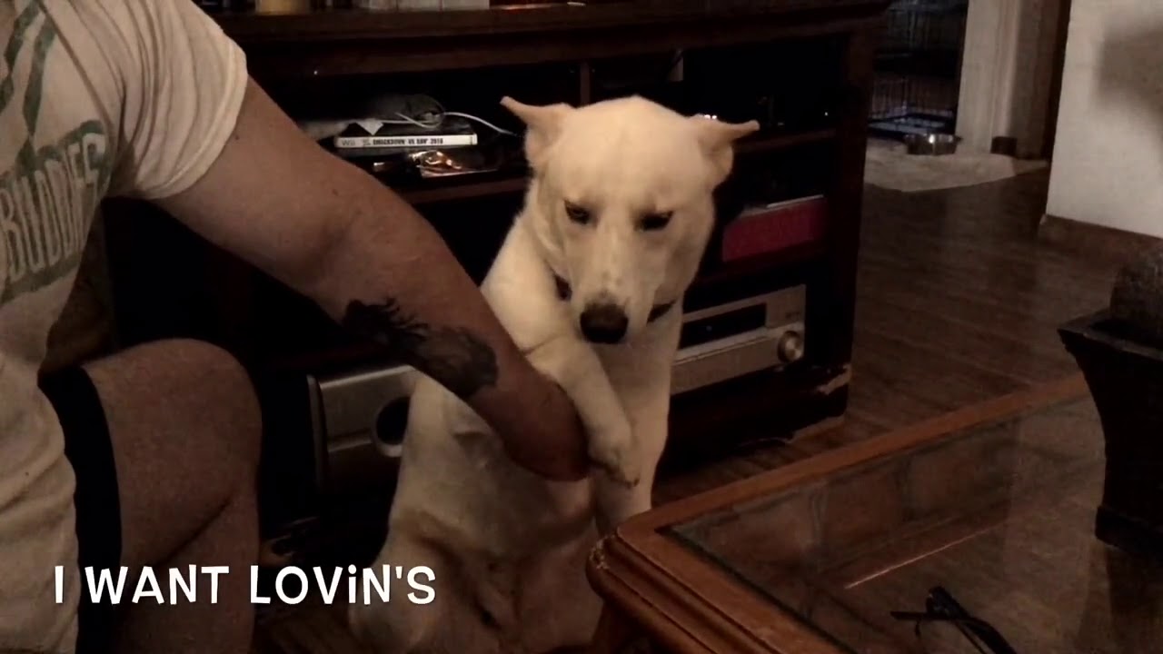 rumble video upload Siberian Husky Girl Demanding To Be Pampered