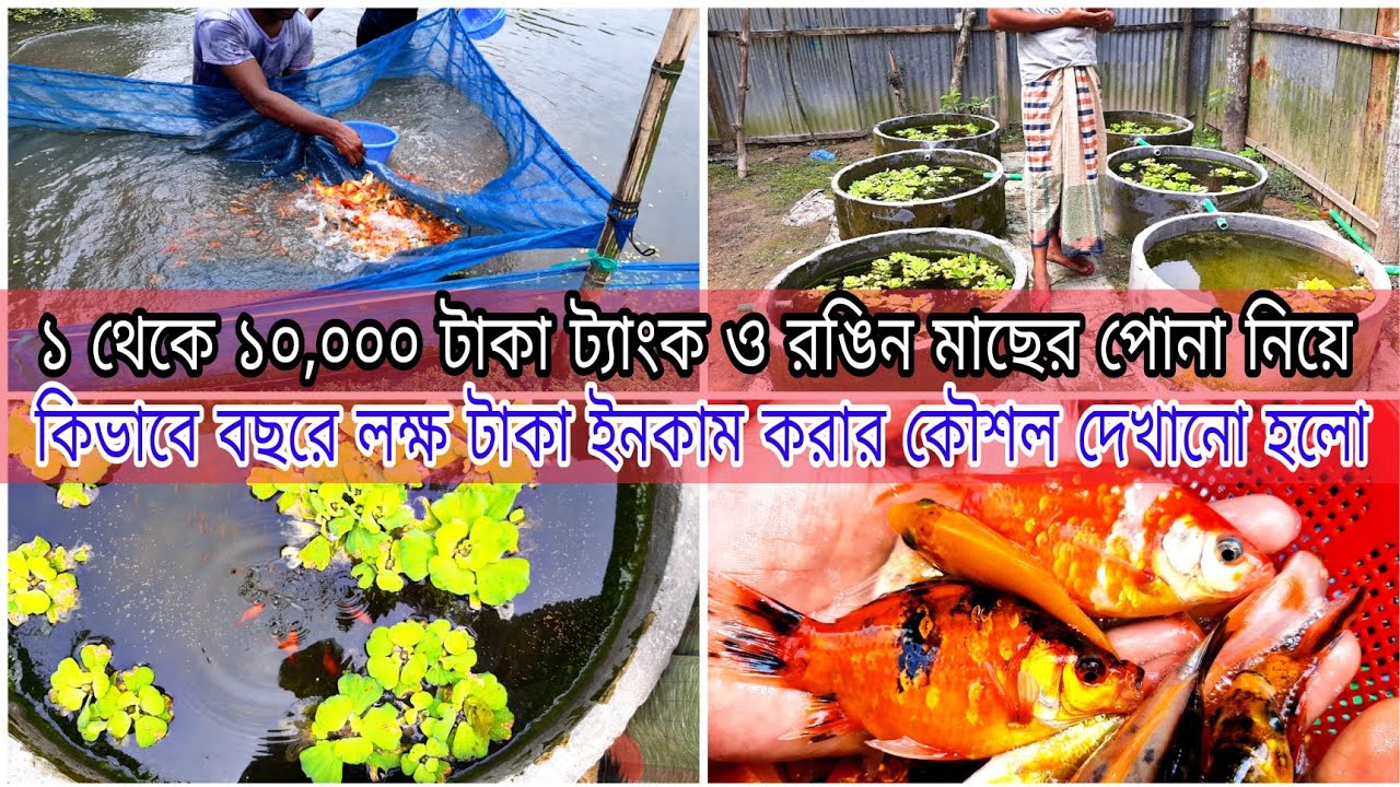 রঙিন মাছ চাষে দারুণ লাভ! বাড়িতেই কিভাবে জমে উঠবে পার্ট টাইম ব্যবসা