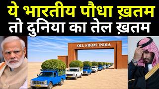 ये भारतीय पौधा ख़तम हुआ तो पेट्रोल निकलना बंद हो जाएगा | Only Indian Plant Responsible for Petroleum
