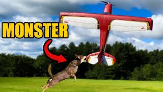 9 Minutes Of DOGS VS RC Planes
