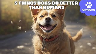 5 Things Dogs Do Better Than Humans | Dog Facts by Vibeza - Paw 9 views 8 months ago 3 minutes, 12 seconds