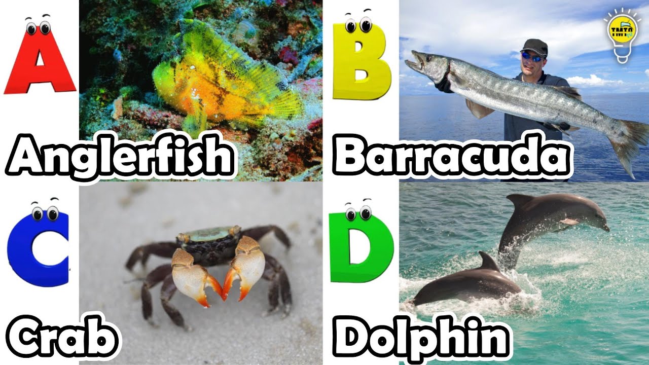 ABC Sea Animals song | Learn Alphabets | English and Animals for Kids ...