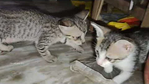 Video 10109911: hilarious animal compilation, funniest cats