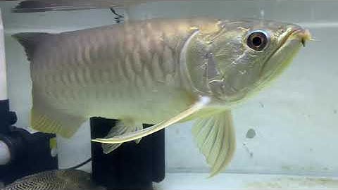 CÁ RỒNG BỊ BỆNH Ở VẢY | CHIA SẼ CÁCH TRỊ BỆNH CHO CÁ RỒNG